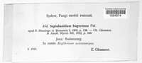 Septobasidium bogoriense image